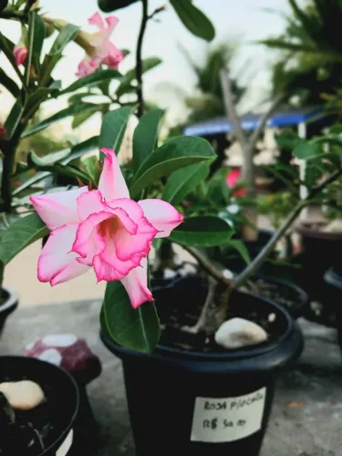 Rosas do deserto