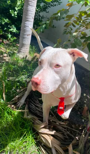 Procuro uma namorada pitbull 