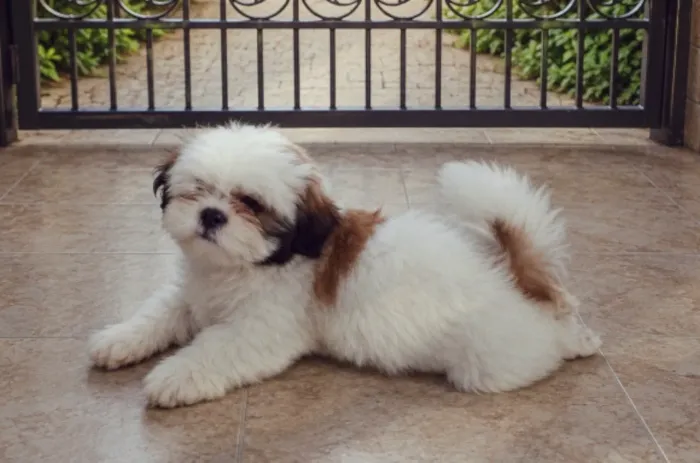 Shitzu 2 meses puro