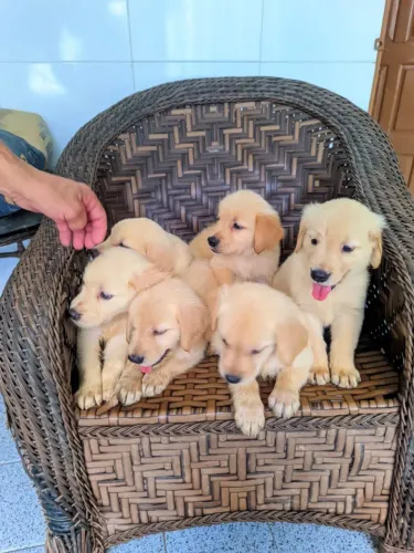  Golden Retriever 
