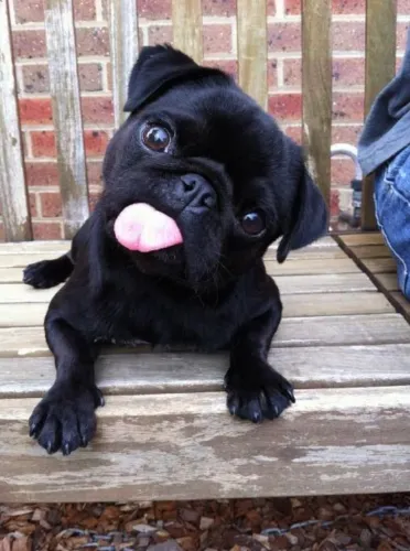 Pug - Filhotes Disponíveis Com Muito Carinho E Dedicação