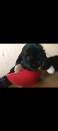 Filhote de shih Tzu macho disponível