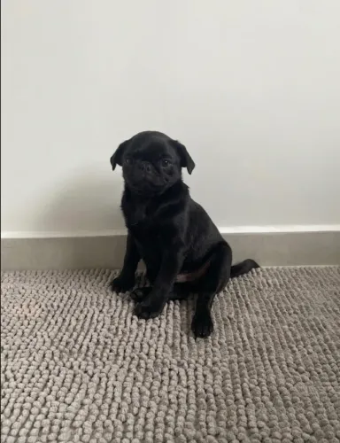 Filhote - Pug Preto