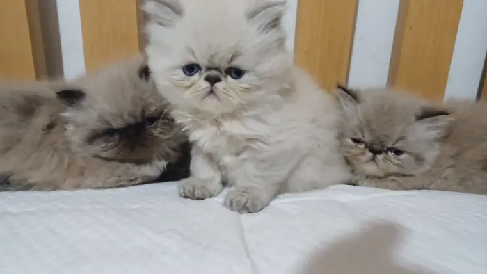 Lindo filhote de gato persa macho olhos azuis pura.Parcelo.Entrego Joinville ,Camboriú Flo