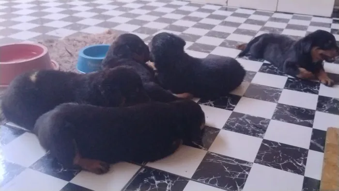 Vendo filhote de rotwaller