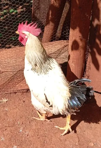 Galos caipira