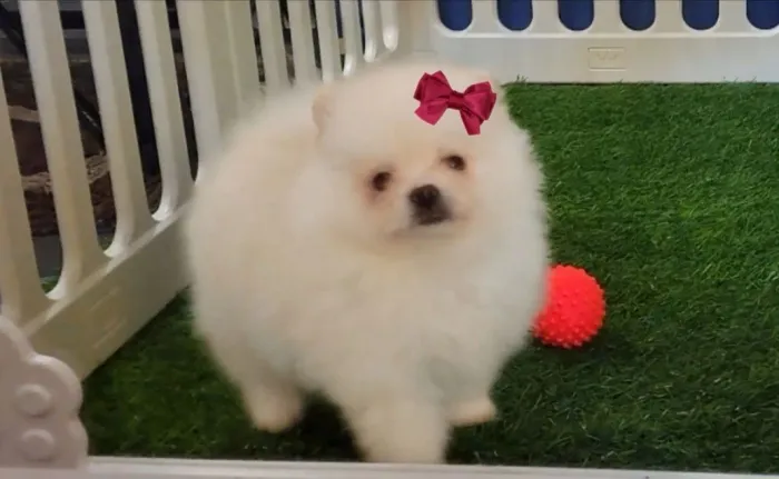 Fêmea de Lulu da Pomerania ( Spitz Alemão ) 2 meses