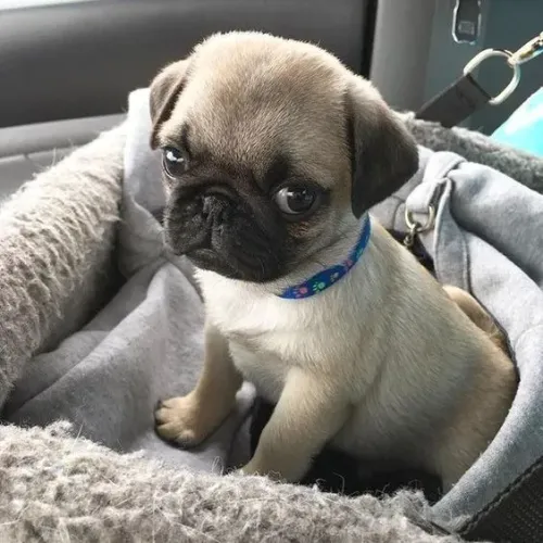 Pug Um olhar que conforta o coração