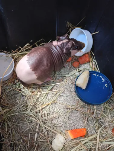 Porquinho da índia skyny exótico 