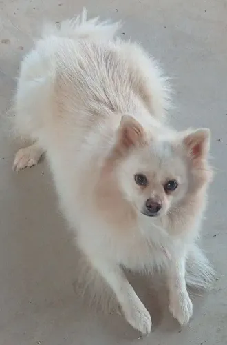 Zpits alemão com 1 ano e meio. Muito linda e mansa 