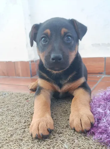 Cachorrinha para doação - filhote