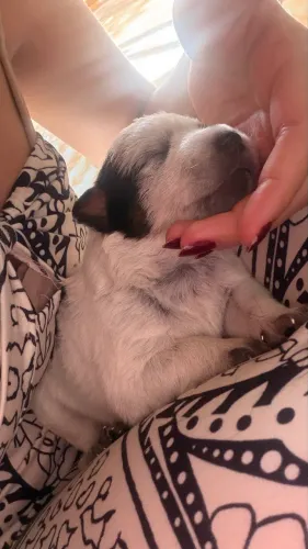 Filhotes de blue heeler puro