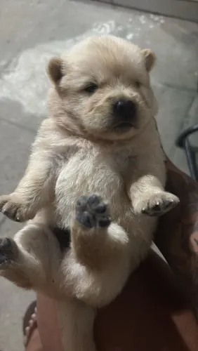 Filhote de chow chow 