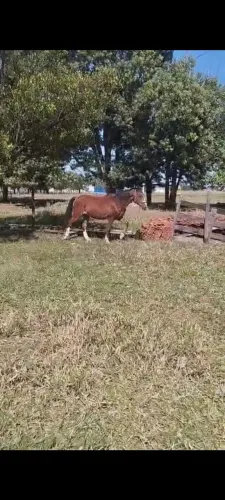 Vendo cavalo ? manso de traia