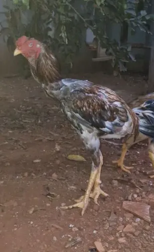 Frangos e pintinhos Indio gigante