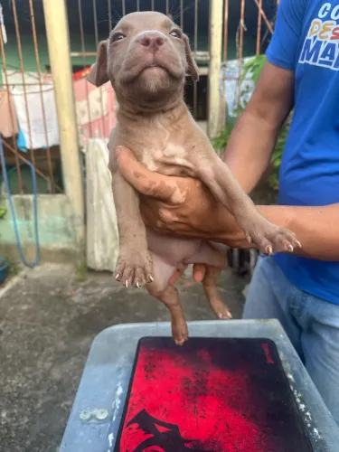 Filhote de pitbull com 40 dias
