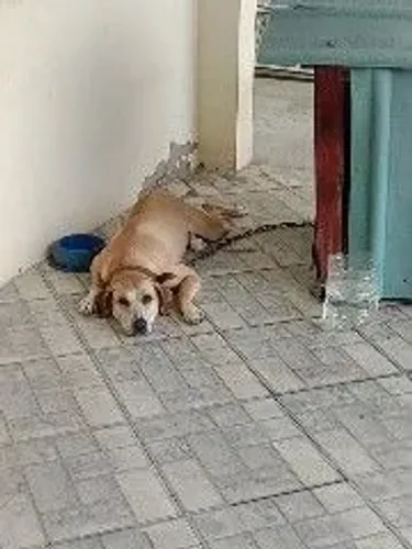 Cão de guarda para doação 