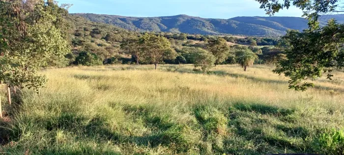 Pasto pra Gado.