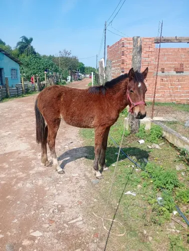 Potra