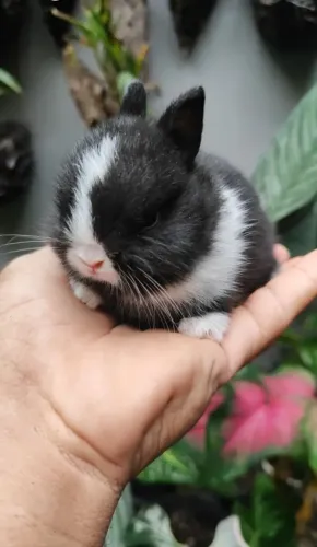 Menor Coelho do mundo. Mini dwarf Netherlands filhotes e adultos retirada ou entrega.