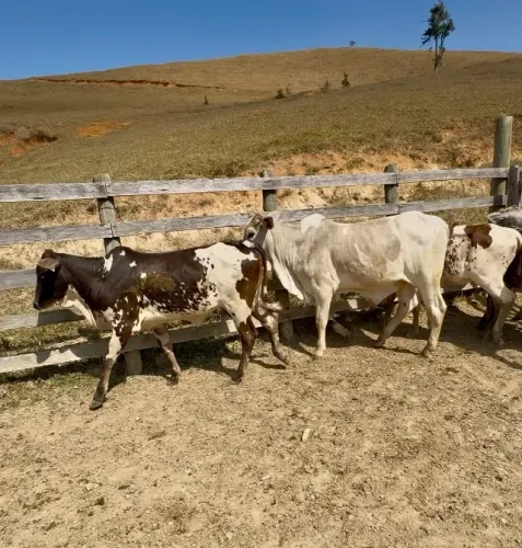 6 bezerros (1 macho e 5 fêmeas)