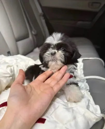 Shih tzu macho 300 em 3x no cartão aproveita 