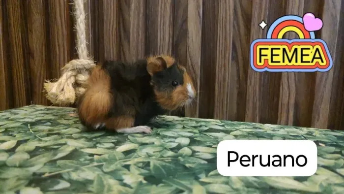 Porquinho da Índia