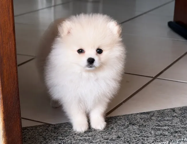 Spitz Alemão- Lulu da pomerânia- filhote fêmea
