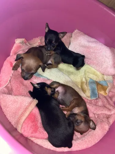 Pinscher 1