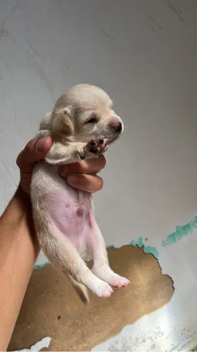 Doa-se Cachorro 