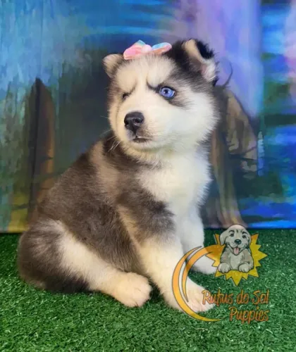 Husky Siberiano Momentos Que Aconchegam