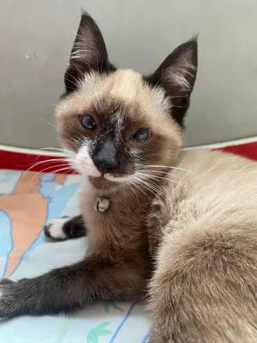 Doando gatinho macho
