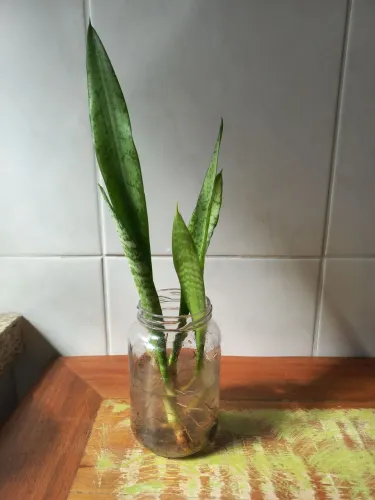 Planta Espada de São Jorge 