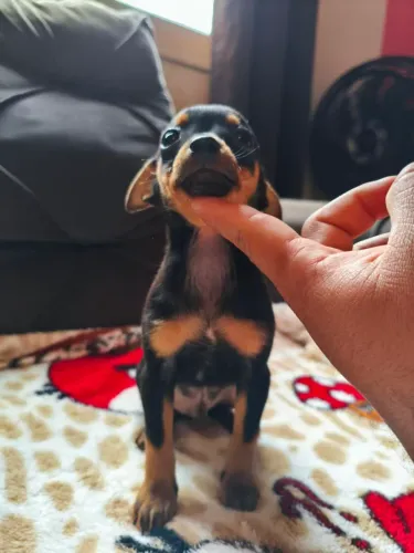 Pinschers