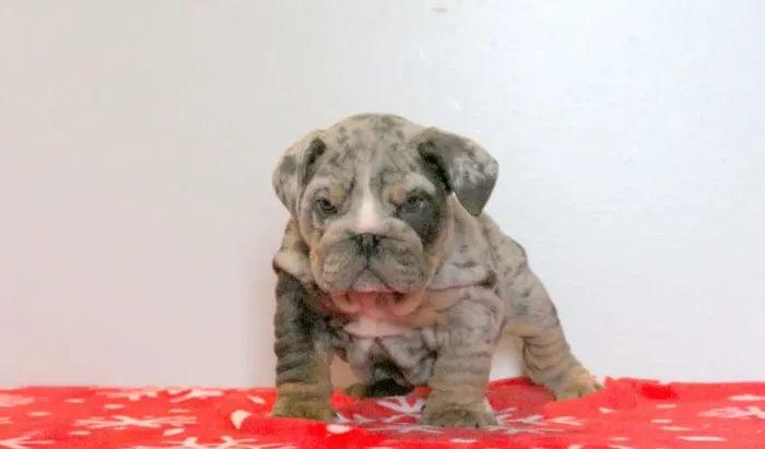 Bulldog Inglês,Bulldog Inglês Filhote Pronto Para Novo Lar