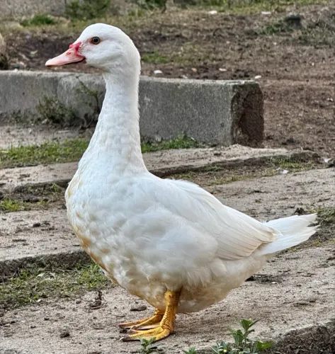 Patos e Patas Gigante Alemão 