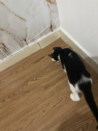 Doação de gato