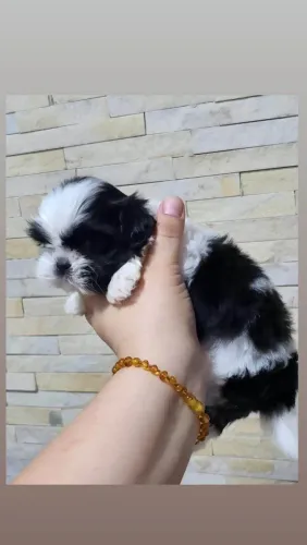 Filhote shih tzu, O presente perfeito para sua família está aqui!