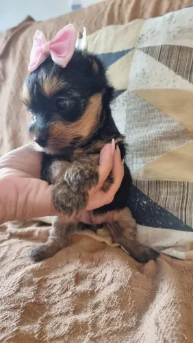 filhote Yorkshire Terrier, Prepare-se para uma explosão de alegria e carinho!