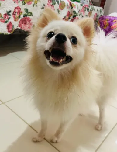 Lulu da Pomerânia