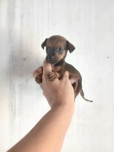 Pinscherzinho N°1 Temos 2 machinho lindos e pequenos. 
