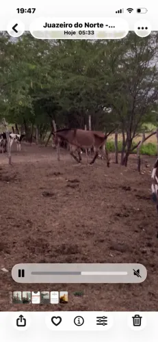 Burro