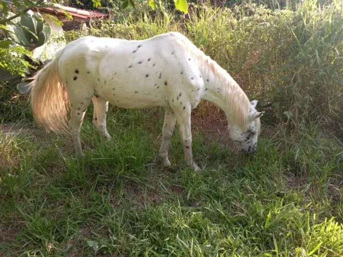 cavalos