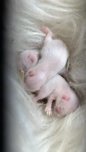 Hamster sírio