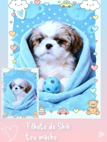 Lindíssimo filhote de Shih tzu macho tricolor, com pelagem linda!!