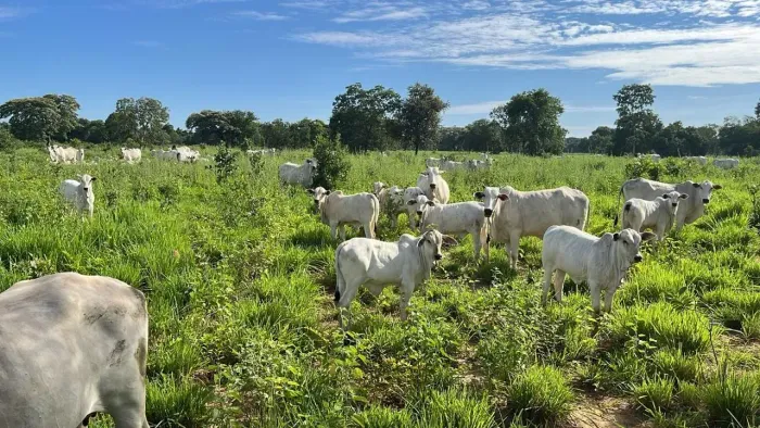 FAZENDA EM BURITIZEIRO MG NA BEIRA DO RIO SÃO FRANCISCO FORMADA E COM DOIS PIVÔS