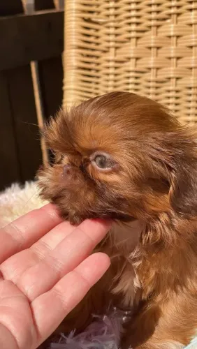 Shihtzu