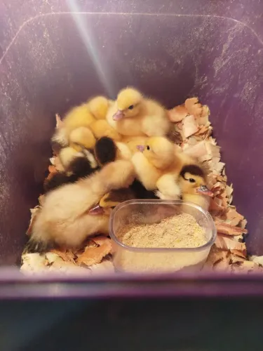 Filhote de pato 