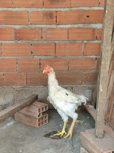 Frango Branco mistura com GSB