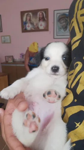 Filhotes de cachorros para adoção responsável
